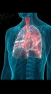 Therapeutic Effect of Gallic Acid Against Paraquat-Induced Lung Injury in Rat